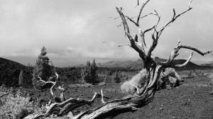 Teneriffa, 2015 Foto: Petra Eichstaedt