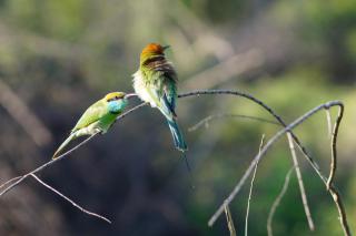 Sri Lanka, 2018Foto: Petra Eichstaedt