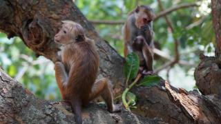 Sri Lanka, 2018Foto: Petra Eichstaedt