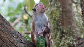 Sri Lanka, 2018Foto: Petra Eichstaedt