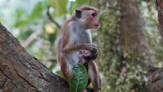 Sri Lanka, 2018Foto: Petra Eichstaedt