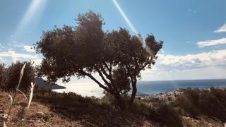 Kreta, 2020Foto: Petra Eichstaedt